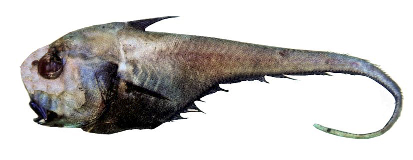 Cetonurus globiceps_001777